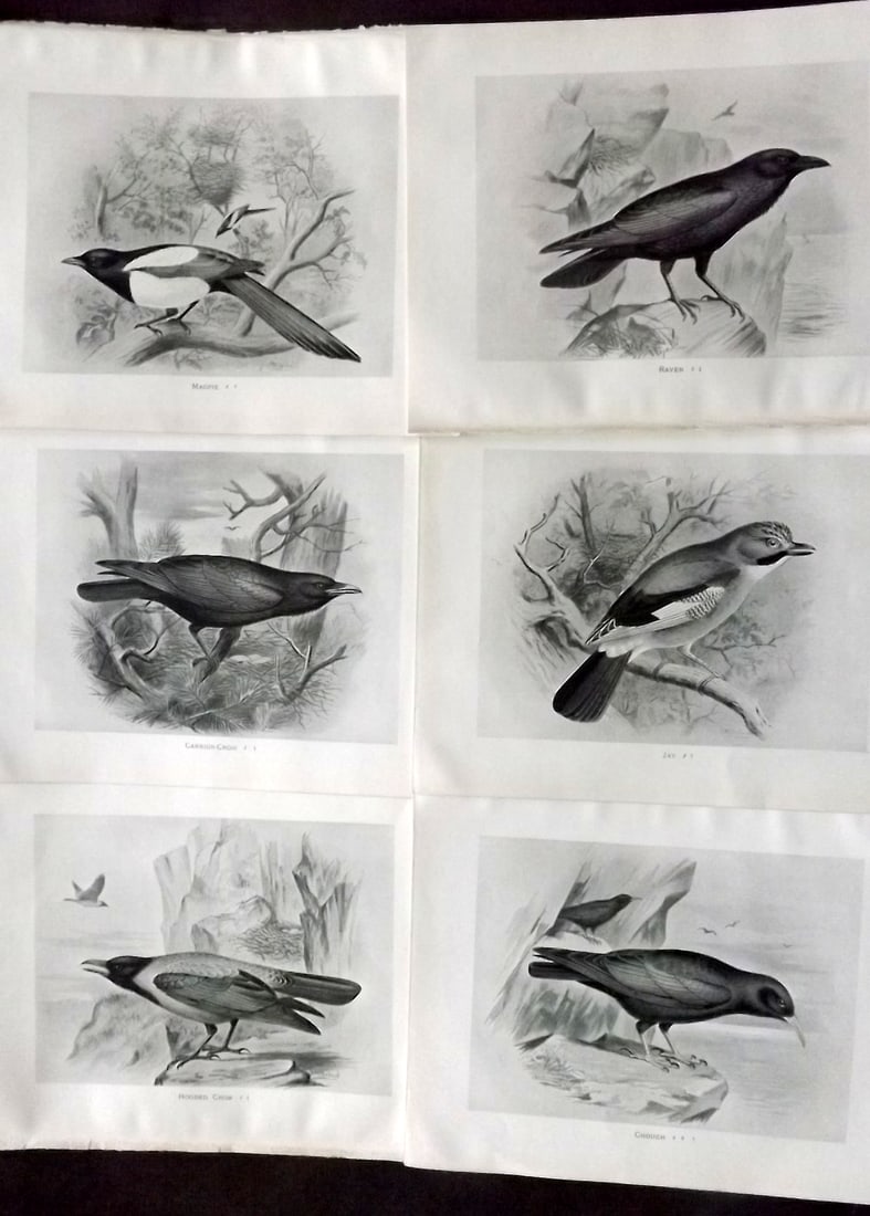 Frohawk, Frederick 1898 Lot of 6 Antique Bird Prints (1 of 2)