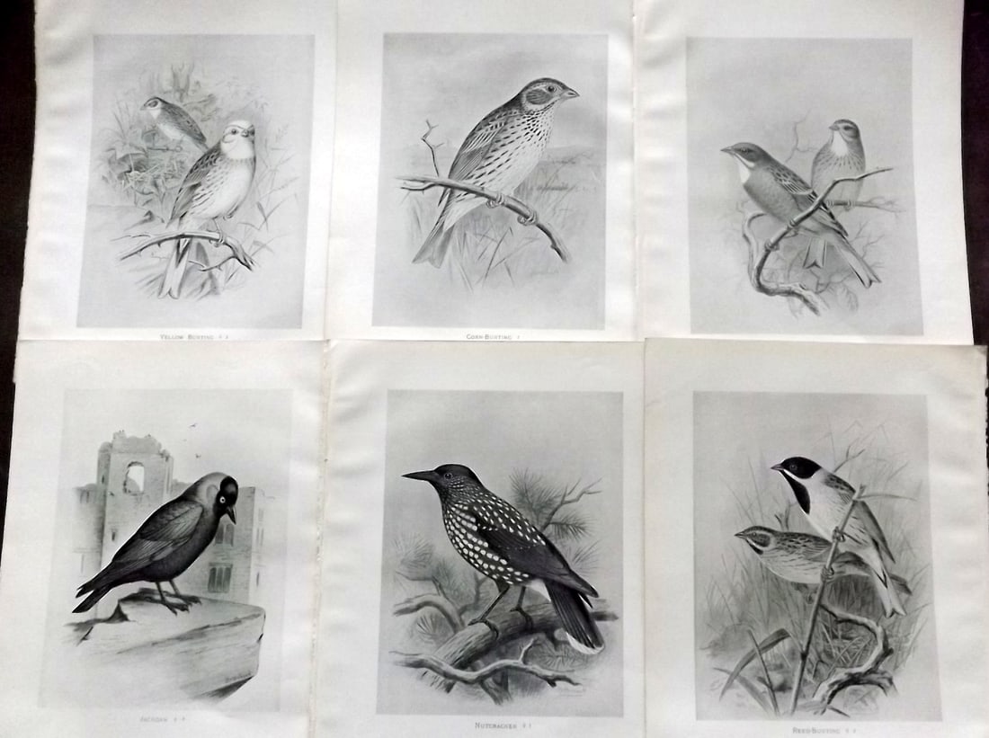 Frohawk, Frederick 1898 Lot of 6 Antique Bird Prints (1 of 2)