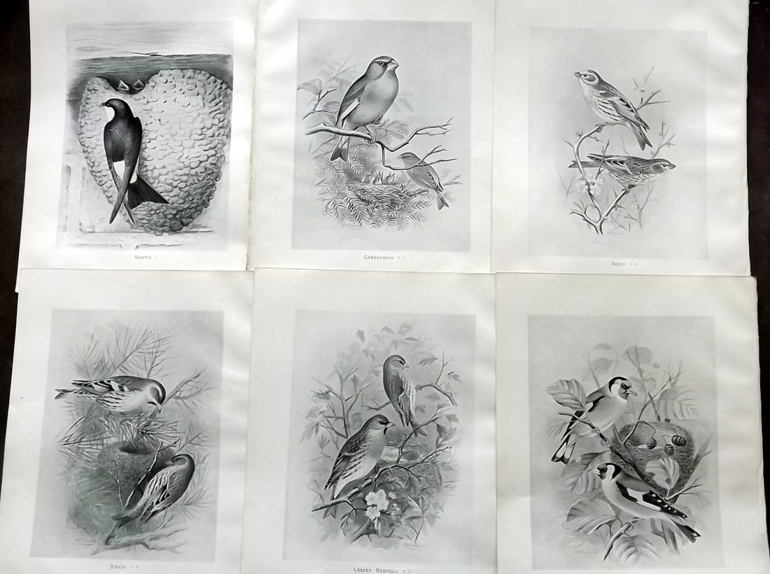Frohawk, Frederick 1898 Lot of 6 Antique Bird Prints (1 of 2)