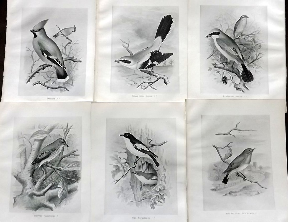 Frohawk, Frederick 1898 Lot of 6 Antique Bird Prints (1 of 2)
