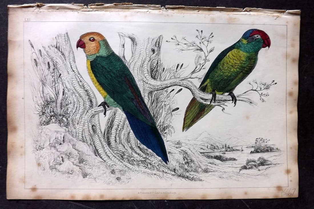 Goldsmith, Oliver 1851 Hand Col Bird Print. Slender & Iris Parrakeet 61: Antique Etching/Engraving Published 1851 by A. Fullarton & Co., London for "A History of the Earth and Animated Nature" by Oliver Goldsmith. Fine hand colour as issued. Paper Size: 10 x 6 inch (25 x 1