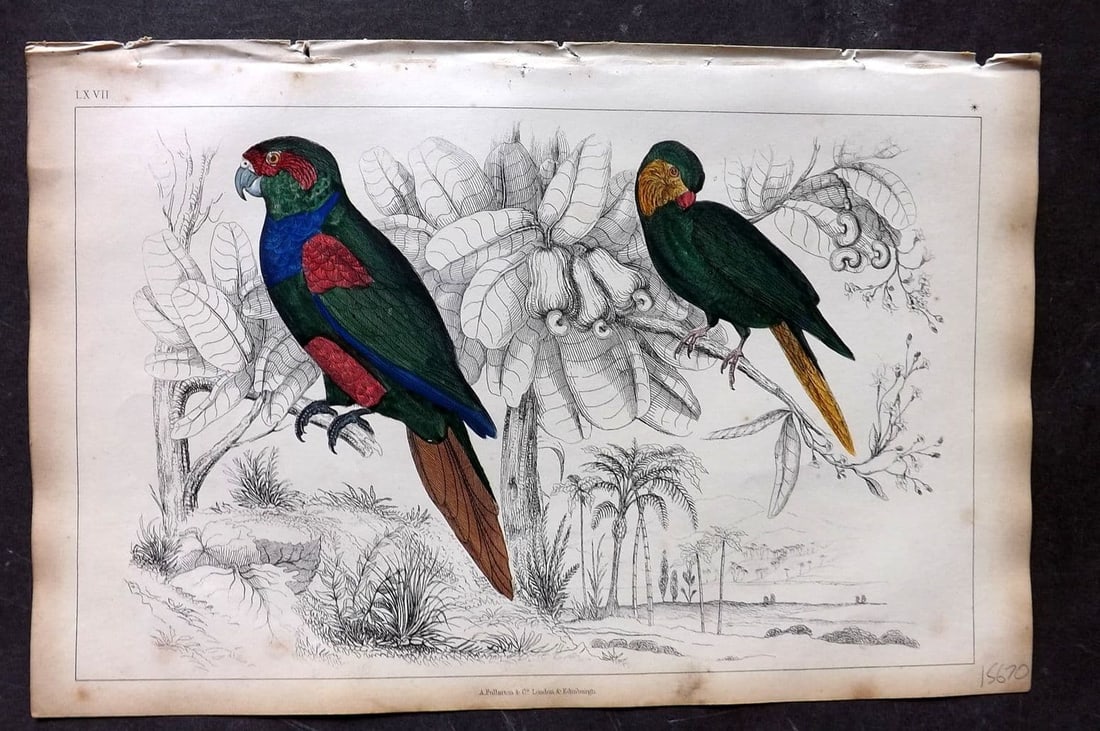 Goldsmith, Oliver 1851 Hand Col Bird Print. Tiriba & Coquette Parrakeet 67: Antique Etching/Engraving Published 1851 by A. Fullarton & Co., London for "A History of the Earth and Animated Nature" by Oliver Goldsmith. Fine hand colour as issued. Paper Size: 10 x 6 inch (25 x 1