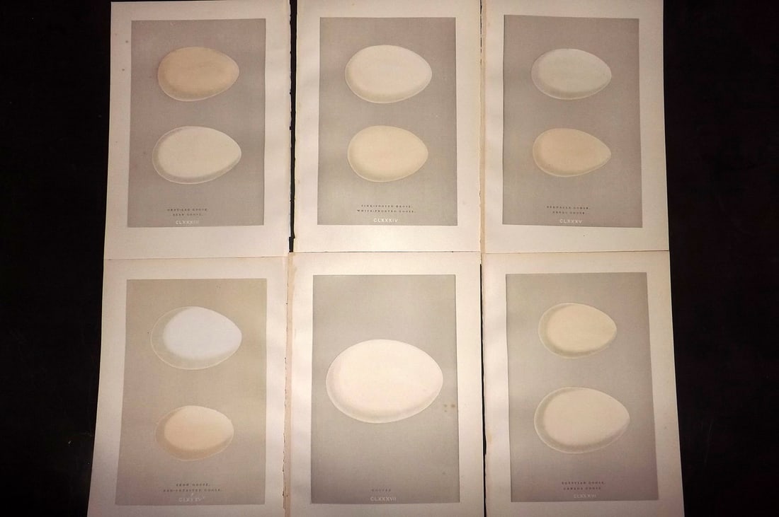Morris, Francis 1892 Lot of 6 Antique Bird Egg Prints: Woodblocks Published 1892, London for "A Natural History of the Nests and Eggs of British Birds" By the Rev. Francis Orpen Morris, printed Benjamin Fawcett. Paper Size: 10 x 7 nch (26 x 18cm) Good Con