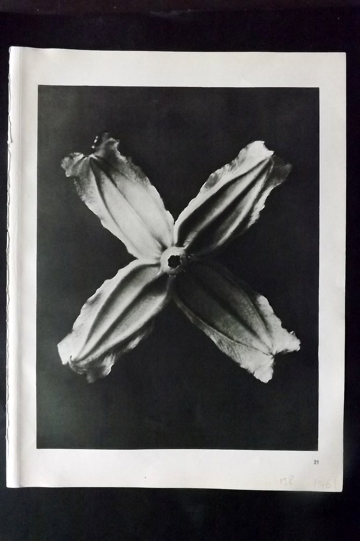 Blossfeldt, Karl 1942 Folio Vintage Botanical Print 21 (1 of 1)