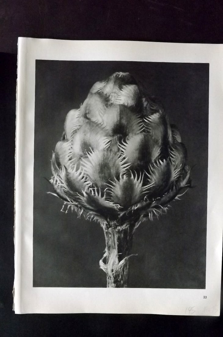 Blossfeldt, Karl 1942 Folio Vintage Botanical Print 33 (1 of 1)