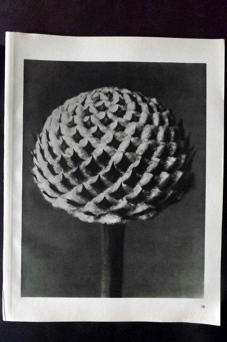 Blossfeldt, Karl 1942 Folio Vintage Botanical Print 38: Photogravures Published 1953, Berlin for "Urformen der Kunst" by Karl Blossfeldt. Reverse side blank. Paper Size: 12.5 x 10 inch (32 x 25cm) Good Condition