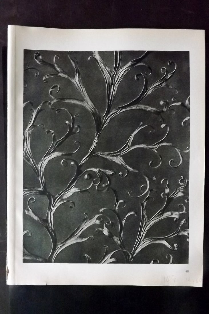 Blossfeldt, Karl 1942 Folio Vintage Botanical Print 40: Photogravures Published 1953, Berlin for "Urformen der Kunst" by Karl Blossfeldt. Reverse side blank. Paper Size: 12.5 x 10 inch (32 x 25cm) Good Condition