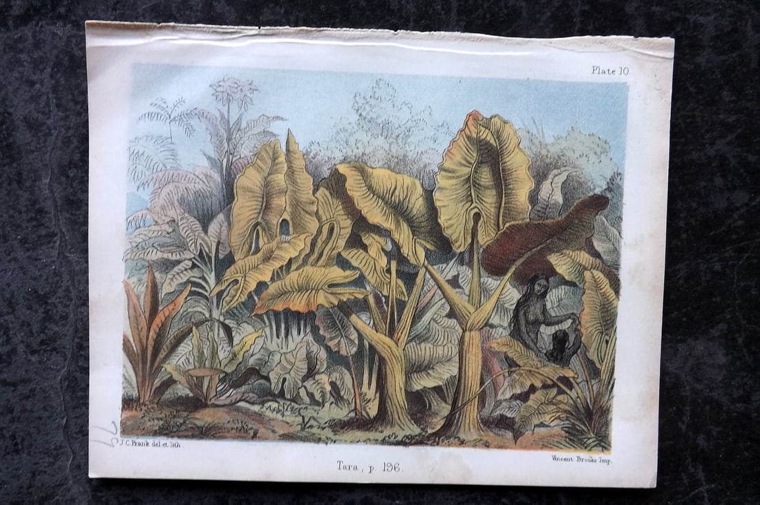 Daubeny & Catlow1855 Botanical Print. Tara 10 (1 of 1)