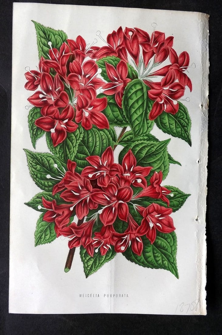 Hibberd, Shirley 1875 Botanical Print. Weicelia Purpurata: Antique Colour Printed Woodblock Published 1858-80, London for "The Floral World" by Shirley Hibberd. Paper Size: 8 x 5.5 inch (21 x 14cm) Good Condition
