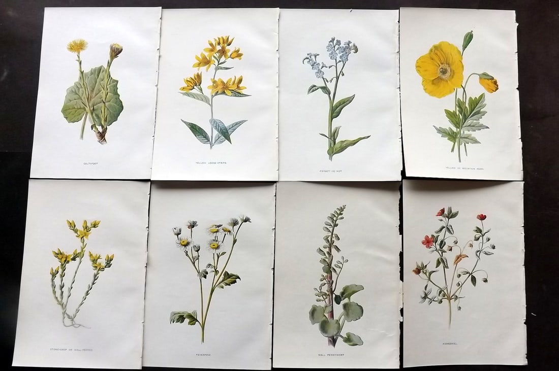 Hulme, Edward C1900 Lot of 8 Botanical Prints. Wild Flowers (1 of 2)