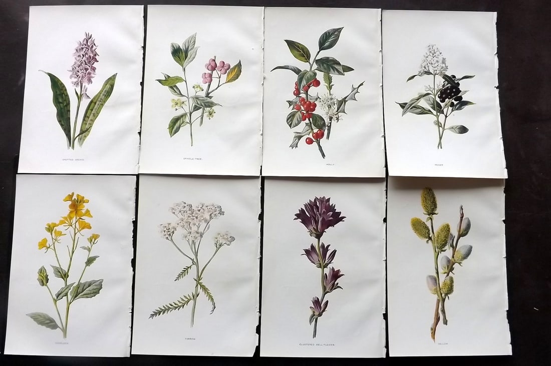 Hulme, Edward C1900 Lot of 8 Botanical Prints. Wild Flowers (1 of 2)