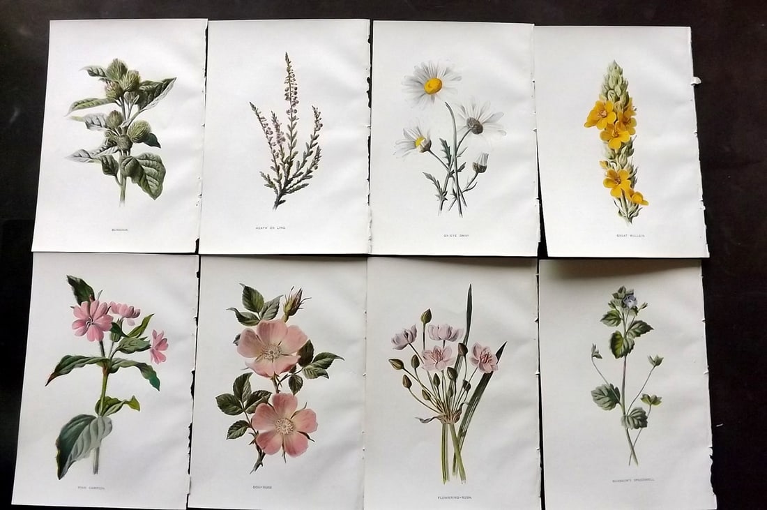 Hulme, Edward C1900 Lot of 8 Botanical Prints. Wild Flowers (1 of 2)