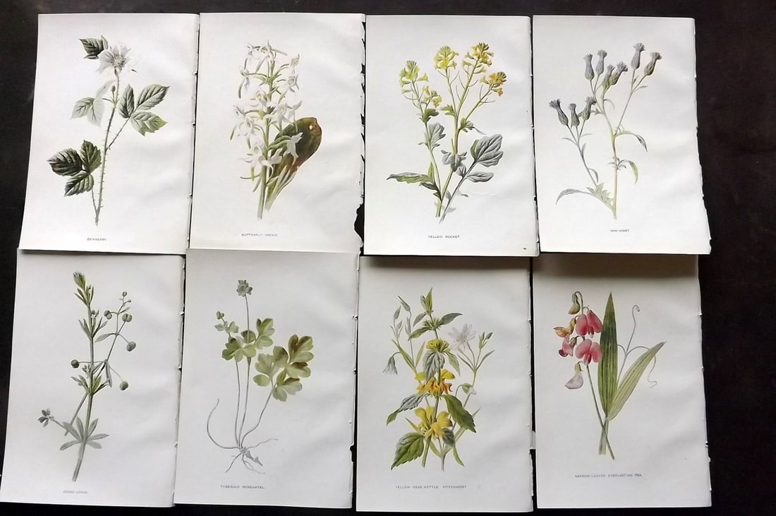 Hulme, Edward C1900 Lot of 8 Botanical Prints. Wild Flowers (1 of 2)