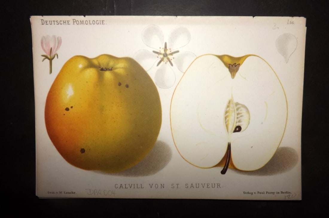 Lauche, Wilhelm 1883 Antique Fruit Print. Calvill von St. Sauveur 56 Apple: Chromolithographs Published 1883, Berlin for "Deutsche Pomologie" by Wilhelm Lauche. Paper Size: 8.5 x 6 inch (22 x 15cm) Good Condition