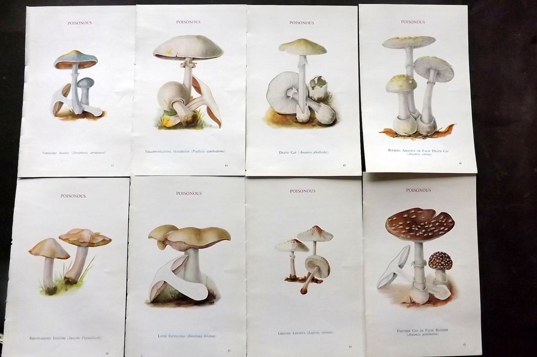 MAFF 1950 Lot of 8 Vintage Mushroom Fungi Prints: Vintage Offset Lithograph Published 1950, London for "Edible and Poisonous Fungi" by the Ministry of Agriculture & Fisheries (MAFF) Descriptive text to verso, but this relates to adjacent plate. Paper