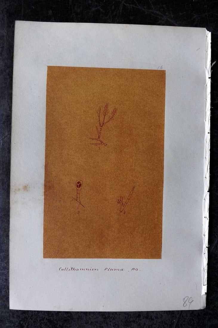 Original Art C1875 Seaweed. Callithamnion Pluma 56: Pen, Ink and/or Watercolour Made in C1875, England for a privately created work on British Seaweeds by an unknown but Gifted Artist. Each drawing with accompanying descriptive manuscript plate, also f
