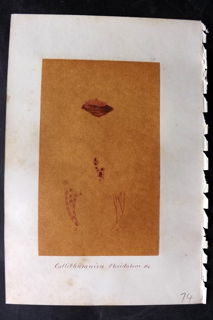 Original Art C1875 Seaweed. Callithamnion Floridulum 70: Pen, Ink and/or Watercolour Made in C1875, England for a privately created work on British Seaweeds by an unknown but Gifted Artist. Each drawing with accompanying descriptive manuscript plate, also f