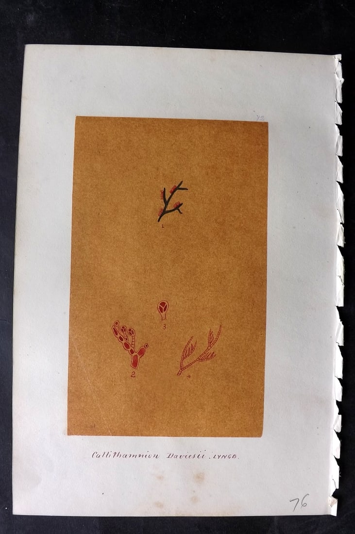 Original Art C1875 Seaweed. Callithamnion Daviesii 72: Pen, Ink and/or Watercolour Made in C1875, England for a privately created work on British Seaweeds by an unknown but Gifted Artist. Each drawing with accompanying descriptive manuscript plate, also f