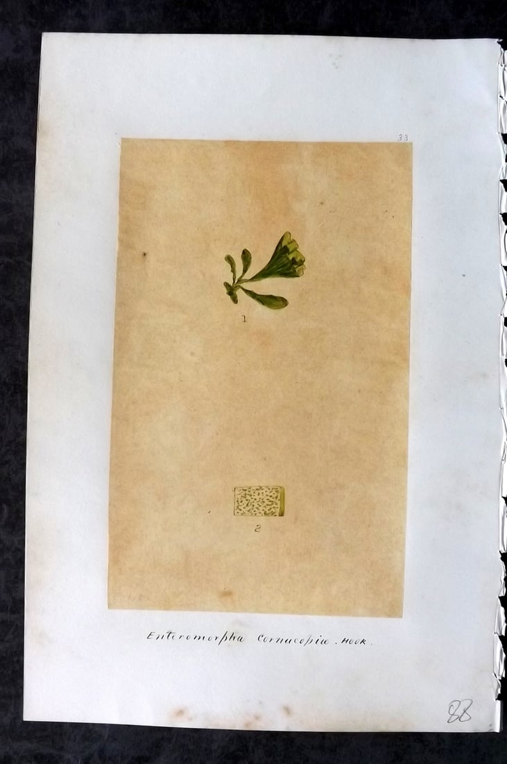 Original Art C1875 Seaweed. Enteromorpha Cornucopiae 33: Pen, Ink and/or Watercolour Made in C1875, England for a privately created work on British Seaweeds by an unknown but Gifted Artist. Each drawing with accompanying descriptive manuscript plate, also f