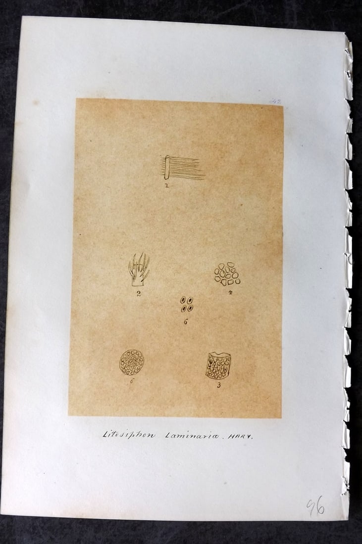 Original Art C1875 Seaweed. Litosiphon Laminariae 42: Pen, Ink and/or Watercolour Made in C1875, England for a privately created work on British Seaweeds by an unknown but Gifted Artist. Each drawing with accompanying descriptive manuscript plate, also f