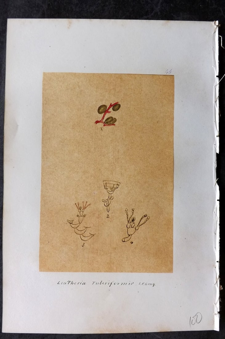 Original Art C1875 Seaweed. Leathesia Tuberiformis 46: Pen, Ink and/or Watercolour Made in C1875, England for a privately created work on British Seaweeds by an unknown but Gifted Artist. Each drawing with accompanying descriptive manuscript plate, also f