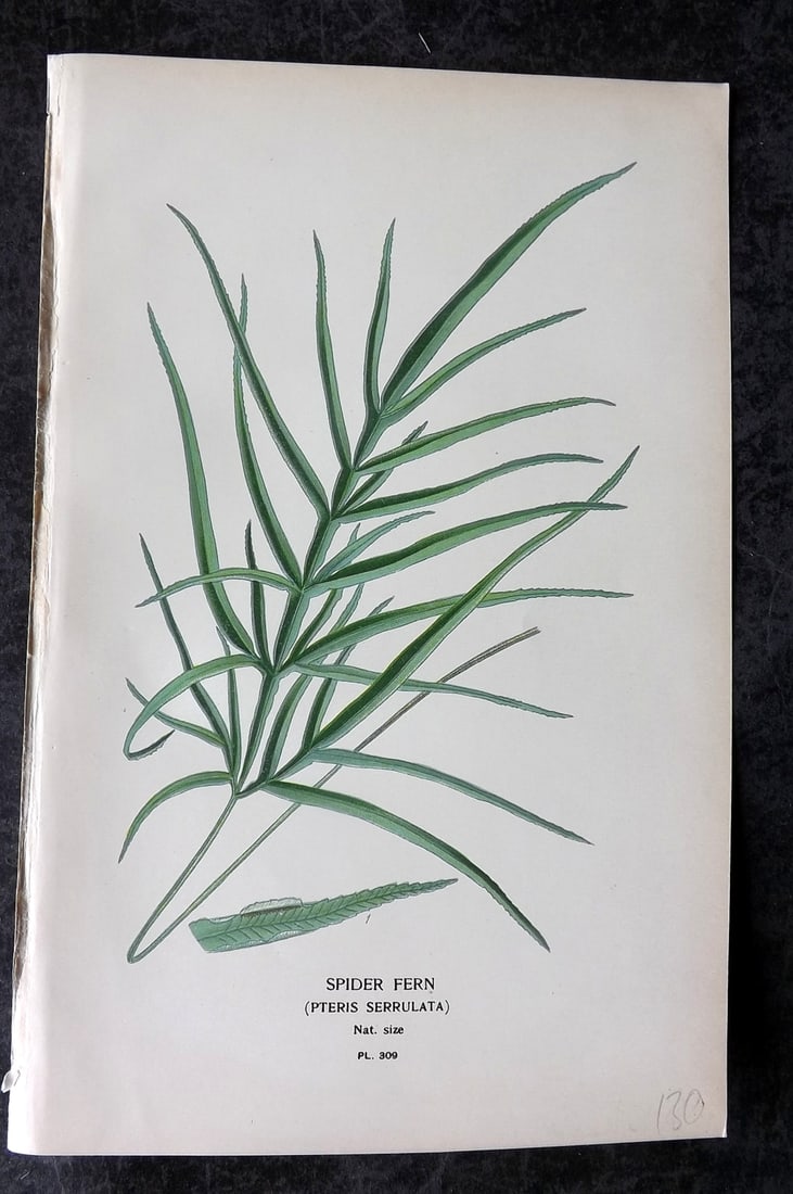 Step, Edward 1897 Antique Botanical Print. Spider Fern 309: Chromolithograph Published 1896-97 by Frederick Warne & Co., London for "Favourite Flowers of Garden and Greenhouse" by Edward Step and William Watson. Paper Size: 9 x 6 inch (23 x 15cm) Good Conditio