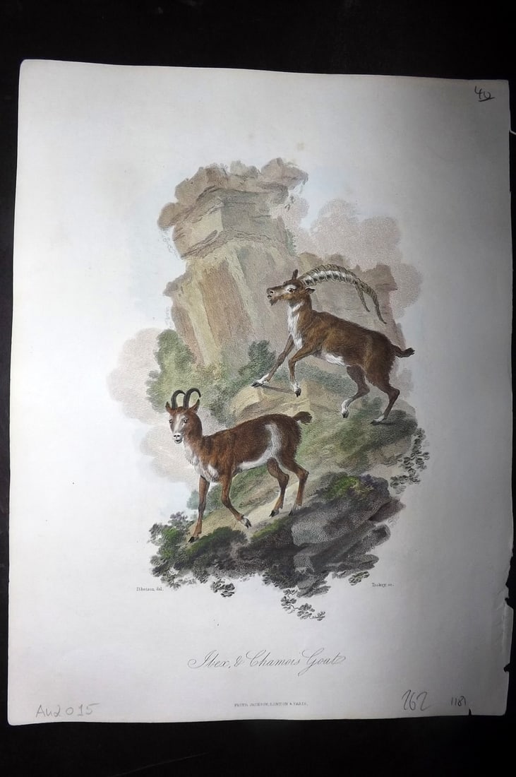 Church, John 1849 Hand Col Print. Ibex & Chamois Goat (1 of 1)