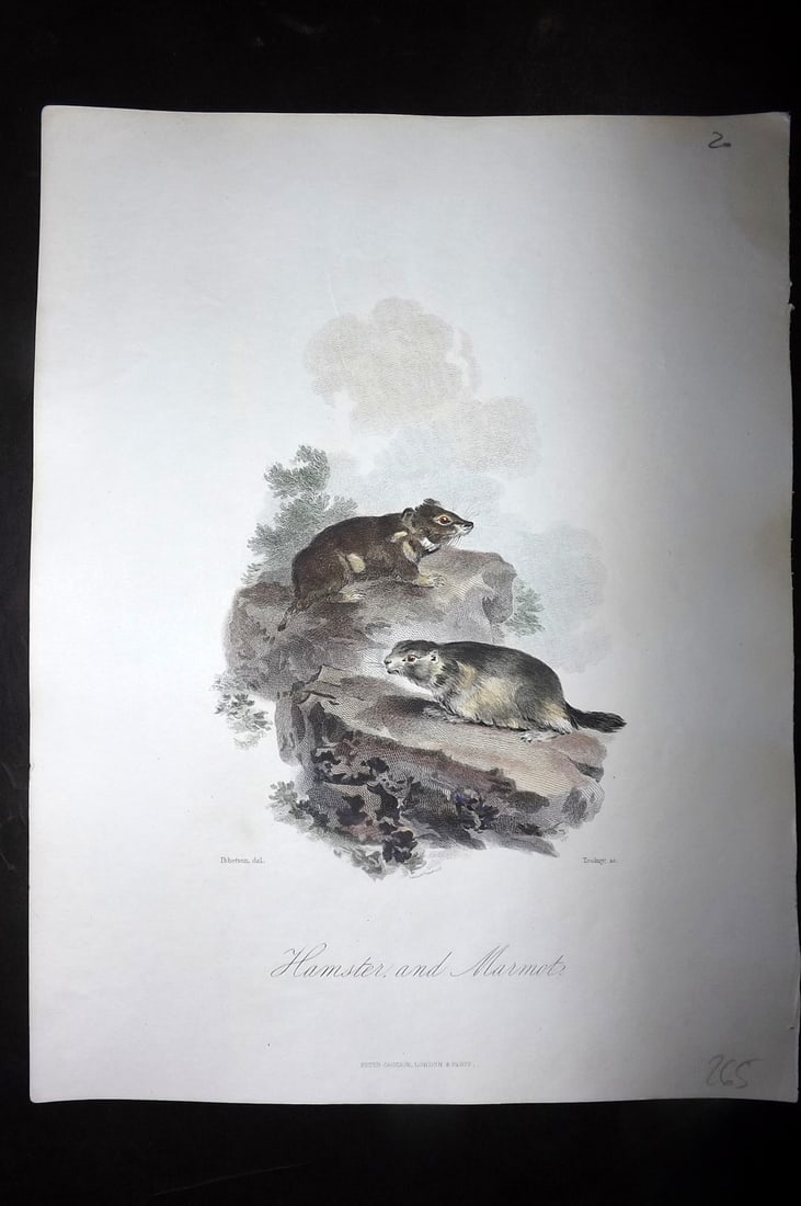 Church, John 1849 Hand Col Print. Hamster and Marmot (1 of 1)