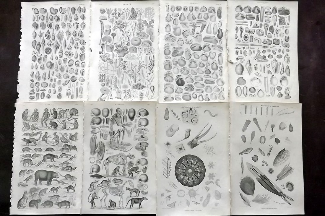 Goldsmith, Oliver 1855 Lot of 8 Natural History Prints: Steel Engravings Published 1855 by Blackie & Son, London for "A History of the Earth and Animated Nature" by Oliver Goldsmith. Paper Size: 9.5 x 6 inch (24 x 16cm) Good Condition