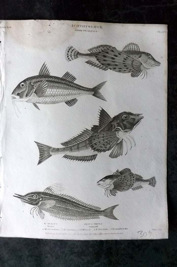 Rees, Abraham 1820 Antique Print. Fish - Gurnard, Mullet (1 of 1)