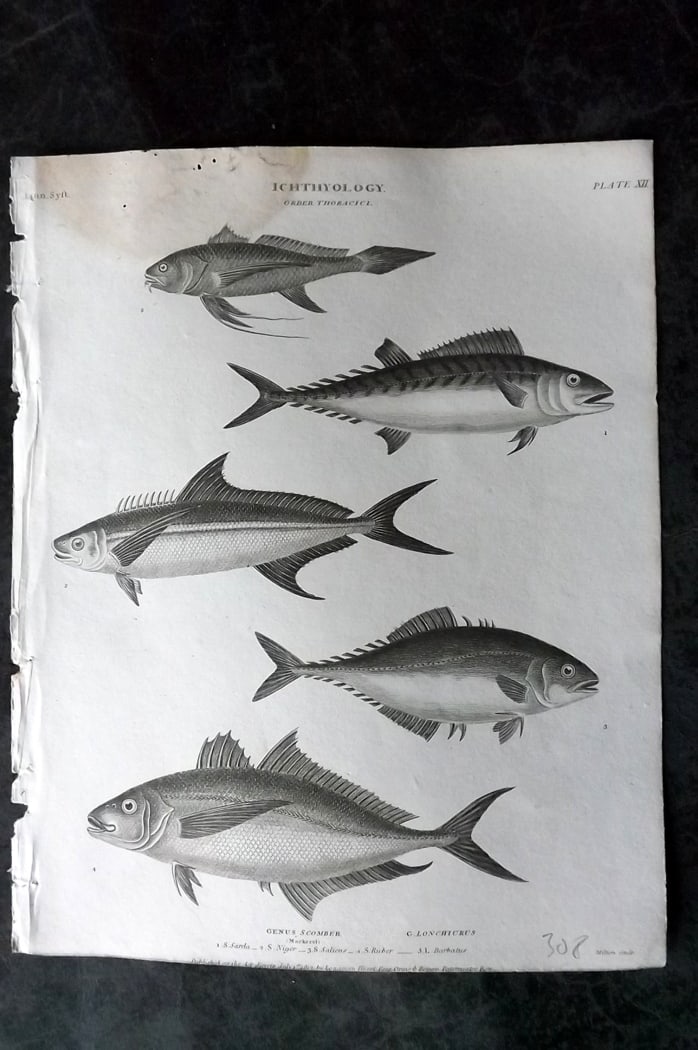 Rees, Abraham 1820 Antique Print. Fish - Mackerel 12 (1 of 1)
