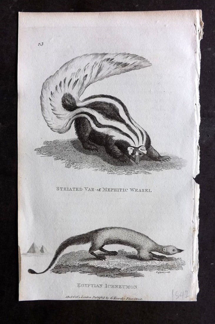 Shaw, George 1809 Antique Print. Egyptian Ichneumon & Mephitic Weasel 23 (1 of 1)