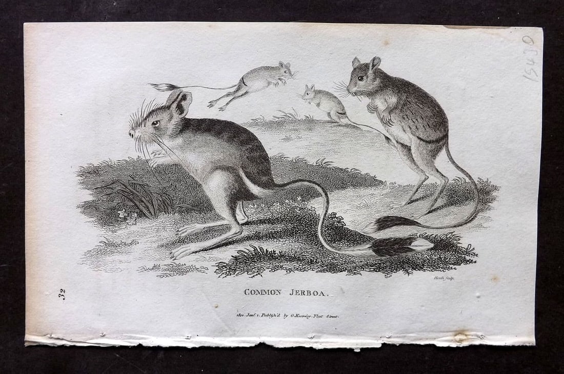 Shaw, George 1809 Antique Print. Common Jerboa 32: Copper Plate Published 1809 by G.Kearsley, London for "Zoological Lectures..."by George Shaw. Paper Size: 8.5 x 5 inch (22 x 13cm) Good Condition