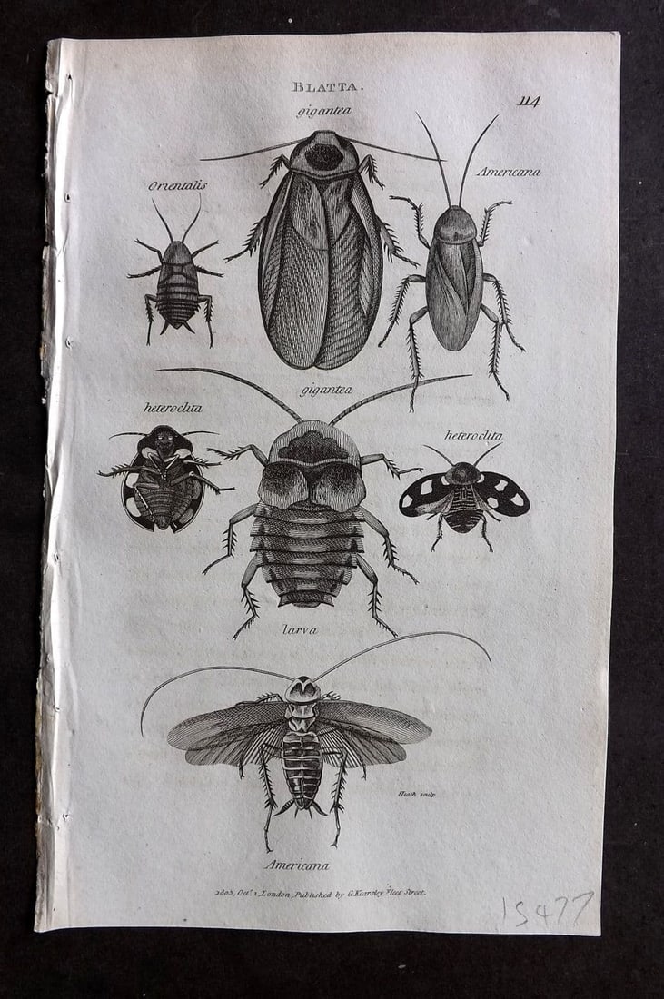Shaw, George 1809 Antique Print. Blatta Insects 114: Copper Plate Published 1809 by G.Kearsley, London for "Zoological Lectures..."by George Shaw. Paper Size: 8.5 x 5 inch (22 x 13cm) Very minor background text offsetting. Good Condition