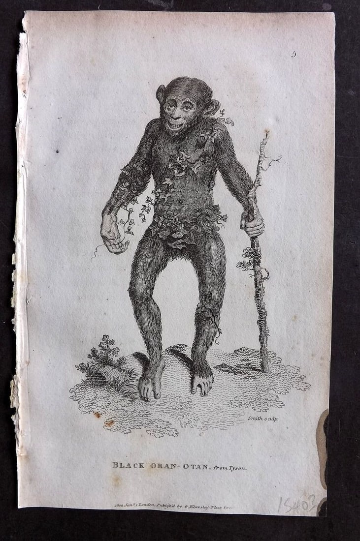Shaw, George 1809 Antique Print. Black Orangutan 05: Copper Plate Published 1809 by G.Kearsley, London for "Zoological Lectures..." by George Shaw. Paper Size: 8.5 x 5 inch (22 x 13cm) Very Minor background toning. Ink stain at edge of right margin. Goo