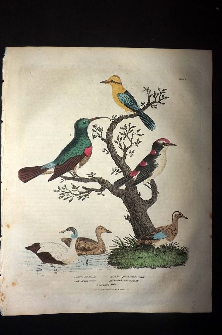Buffon & Smellie 1828 Hand Col Bird Print. Sacred Kingfisher, Indian & African Creeper, Eider Duck: Hand Colored Copper Plate Published 1828 by Thomas Kelly, London for "A Natural History, General and Particular..." by The Comte de Buffon and William Smellie. Paper Size: 10.5 x 8 inch (27 x 21cm) Go