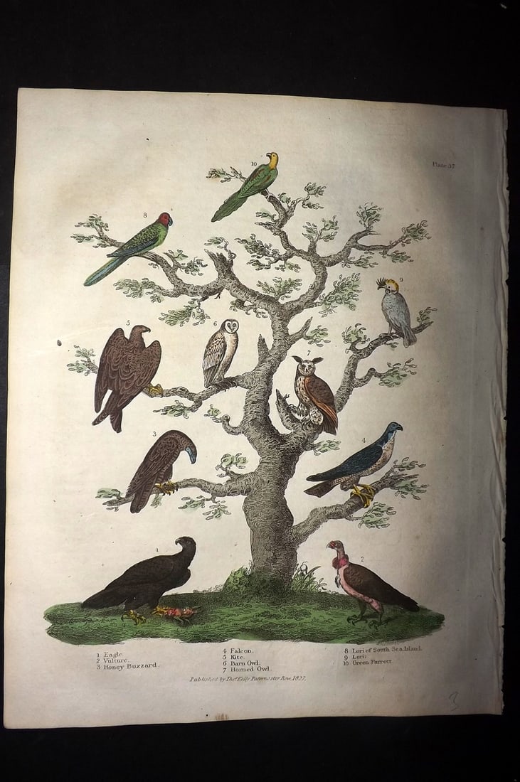 Buffon & Smellie 1828 Hand Col Bird Print. Eagle, Vulture, Buzzard, Owls, Lori, Green Parrot (1 of 1)