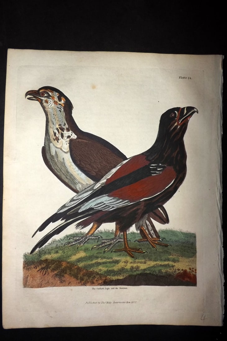 Buffon & Smellie 1828 Hand Col Bird Print. Guffard Eagle and The Boatman (1 of 1)
