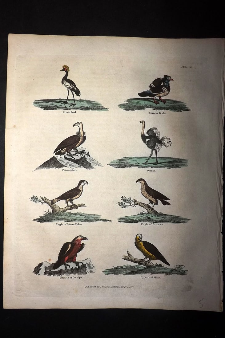 Buffon & Smellie 1828 Hand Col Bird Print. Crown Bird, Chinese Drake, Eagles, Ostrich, Gypaete (1 of 1)