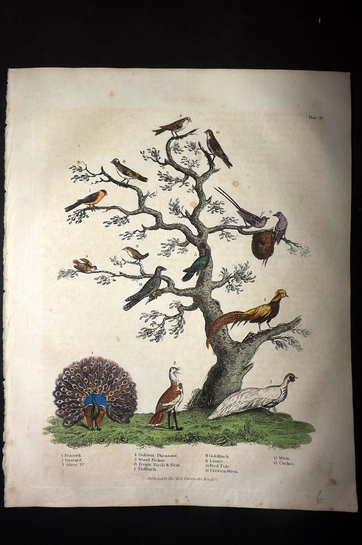 Buffon & Smellie 1828 Hand Col Bird Print. Peacock, Bustard, Pheasant, Bullfinch, Wren, Cuckoo: Hand Colored Copper Plate Published 1828 by Thomas Kelly, London for "A Natural History, General and Particular..." by The Comte de Buffon and William Smellie. Paper Size: 10.5 x 8 inch (27 x 21cm) Go