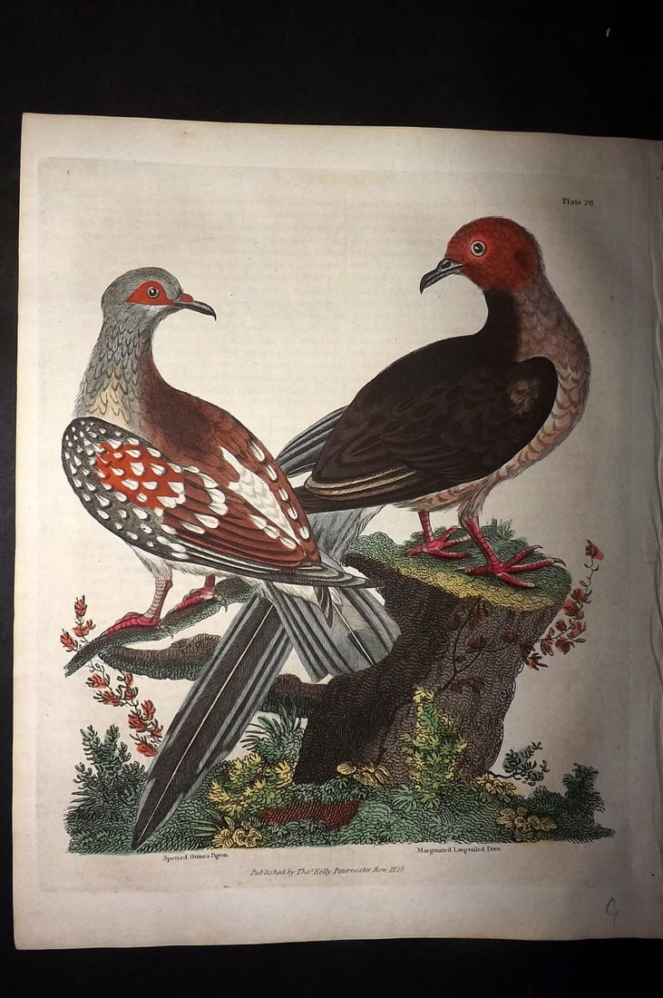 Buffon & Smellie 1828 Hand Col Bird Print. Spotted Guinea Pigeon & Marginated Long Tail Dove: Hand Colored Copper Plate Published 1828 by Thomas Kelly, London for "A Natural History, General and Particular..." by The Comte de Buffon and William Smellie. Paper Size: 10.5 x 8 inch (27 x 21cm) Go