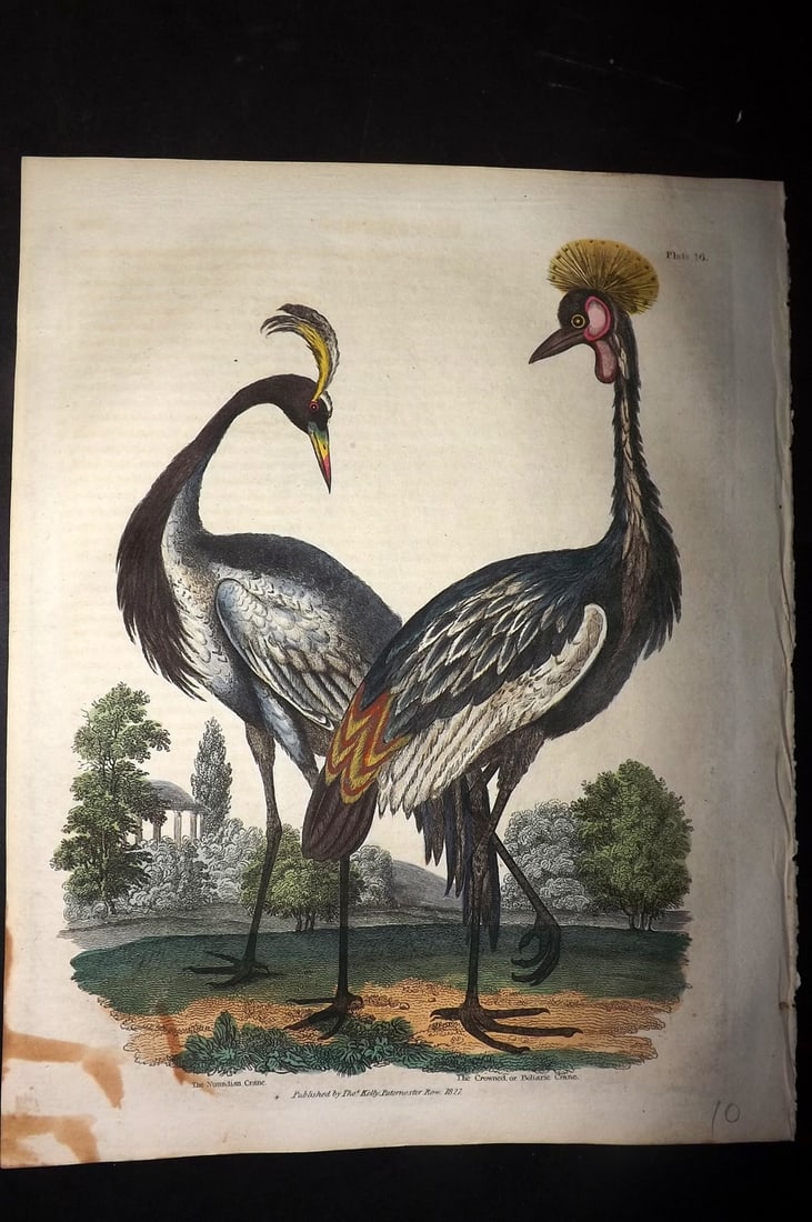 Buffon & Smellie 1828 Hand Col Bird Print. Numidian Crane & Crowned Crane: Hand Colored Copper Plate Published 1828 by Thomas Kelly, London for "A Natural History, General and Particular..." by The Comte de Buffon and William Smellie. Paper Size: 10.5 x 8 inch (27 x 21cm) Mi