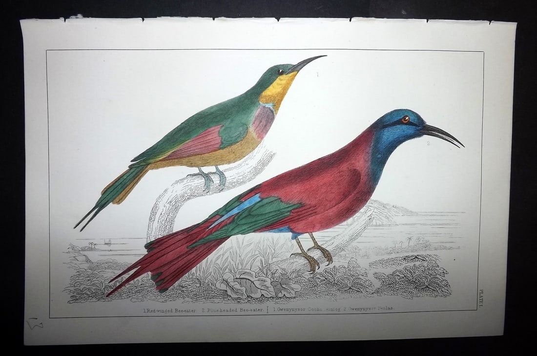 Goldsmith, Oliver C1855 Hand Col Bird Print. Red Winged & Blue Headed Bee Eater 01: Hand Colored Etching/Engraving Published C1855 by A. Fullarton & Co., London for "A History of the Earth and Animated Nature" by Oliver Goldsmith. Paper Size: 10 x 6 inch (25 x 16cm) Good Condition