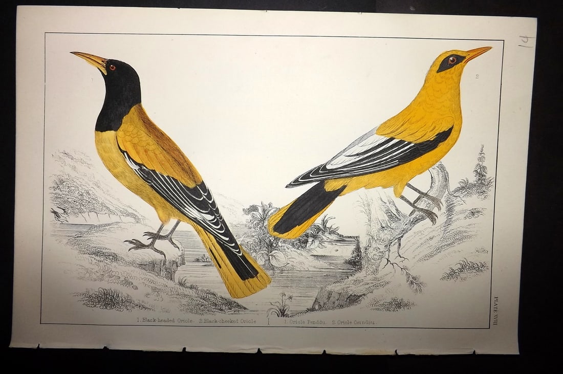 Goldsmith, Oliver C1855 Hand Col Bird Print. Black Headed & Black Cheeked Oriole 18 (1 of 1)