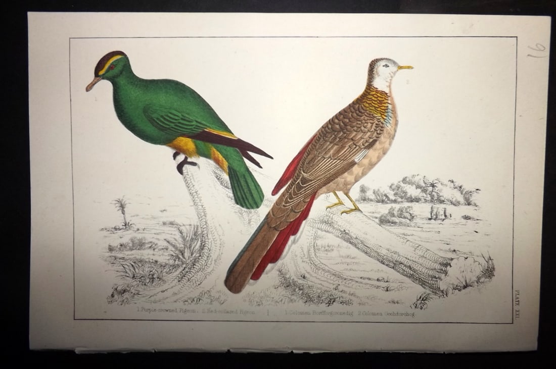 Goldsmith, Oliver C1855 Hand Col Bird Print. Purple Crowned & Red Collared Pigeon 21: Hand Colored Etching/Engraving Published C1855 by A. Fullarton & Co., London for "A History of the Earth and Animated Nature" by Oliver Goldsmith. Paper Size: 10 x 6 inch (25 x 16cm) Good Condition