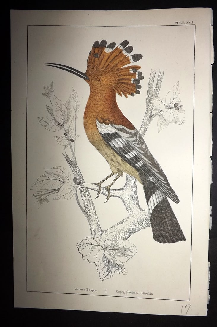 Goldsmith, Oliver C1855 Hand Col Bird Print. Hoopoe 22: Hand Colored Etching/Engraving Published C1855 by A. Fullarton & Co., London for "A History of the Earth and Animated Nature" by Oliver Goldsmith. Paper Size: 10 x 6 inch (25 x 16cm) Good Condition