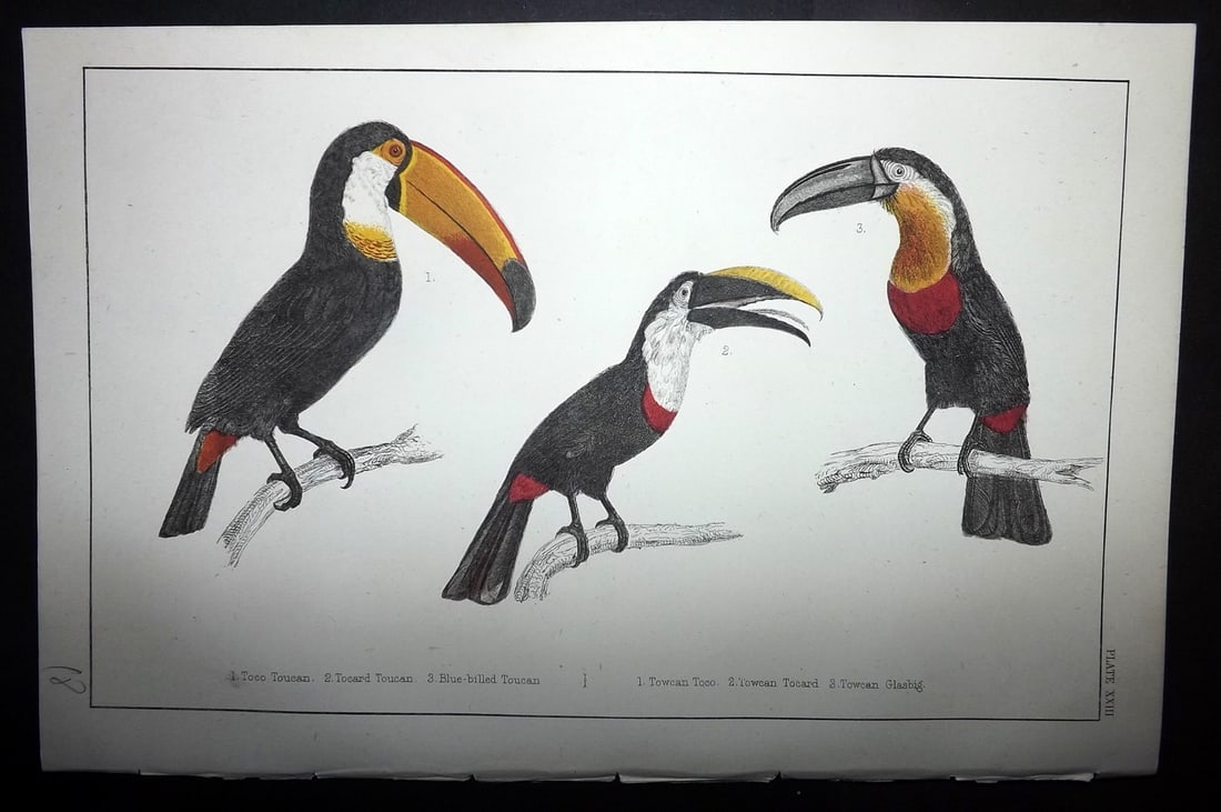 Goldsmith, Oliver C1855 Hand Col Bird Print. Toco, Tocard & Blue Billes Toucans 23 (1 of 1)