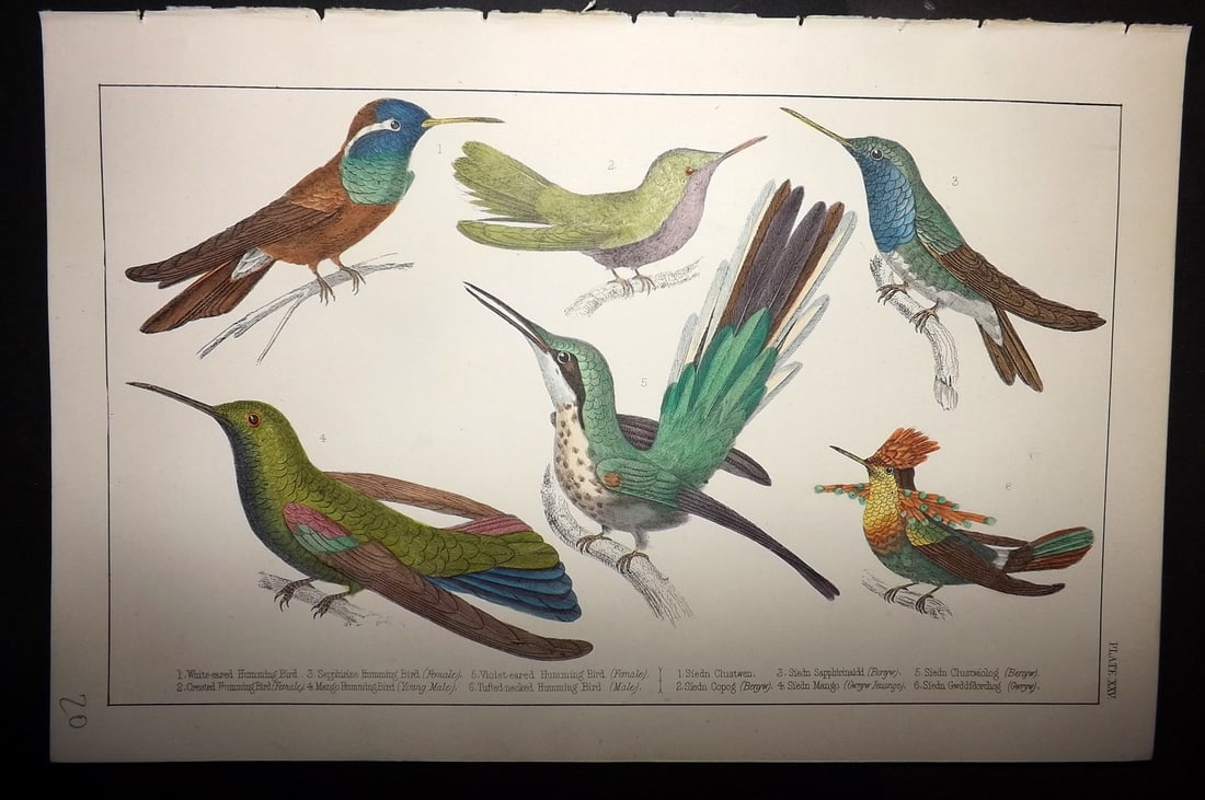Goldsmith, Oliver C1855 Hand Col Bird Print. Hummingbirds 25 (1 of 1)