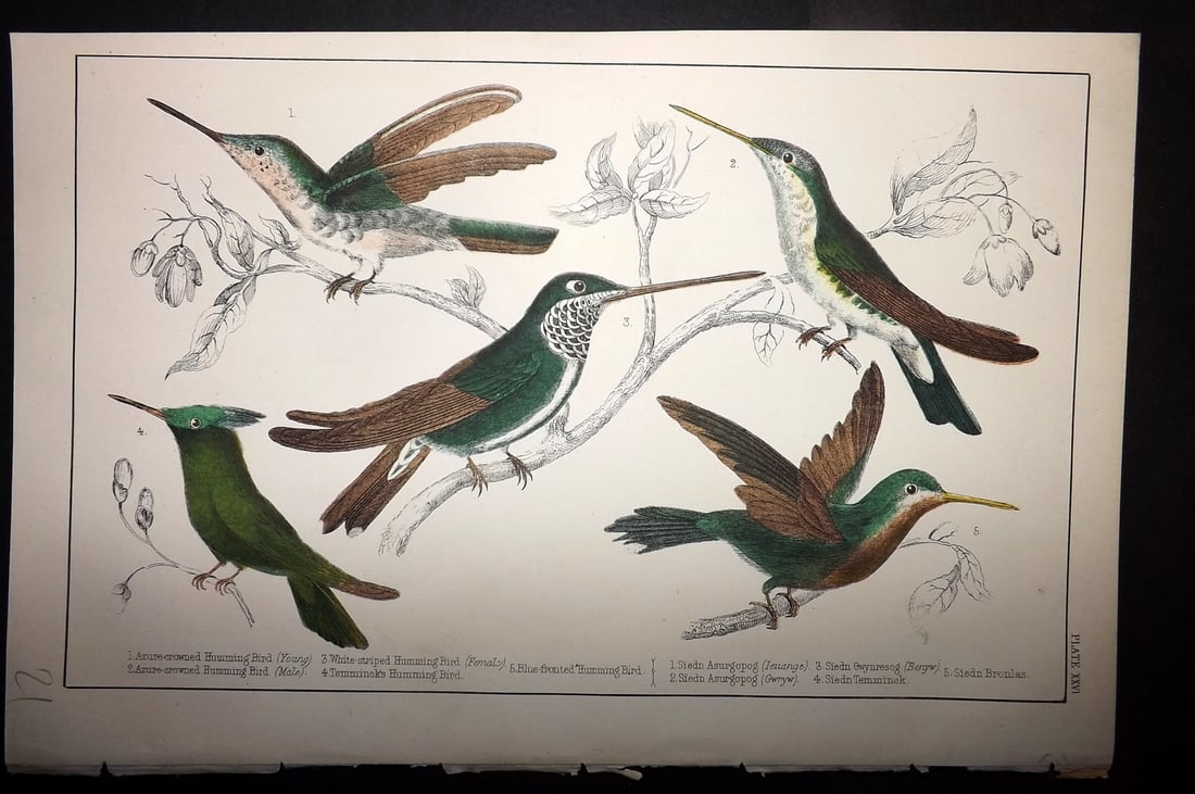 Goldsmith, Oliver C1855 Hand Col Bird Print. Hummingbirds 26 (1 of 1)