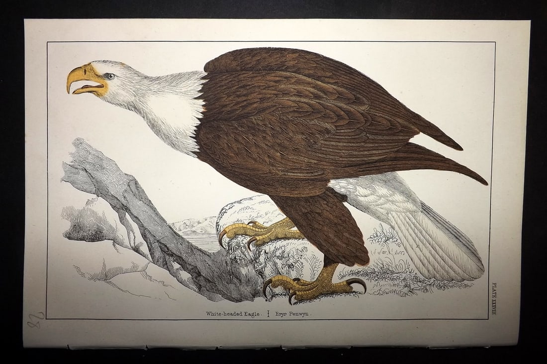 Goldsmith, Oliver C1855 Hand Col Bird Print. White Headed Eagle 38 (1 of 1)
